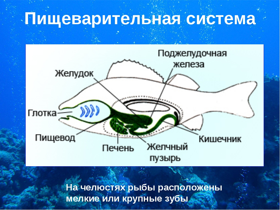 Пищеварительная система рыб схема