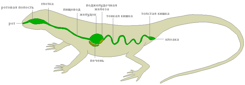 Дыхательная система пресмыкающихся схема