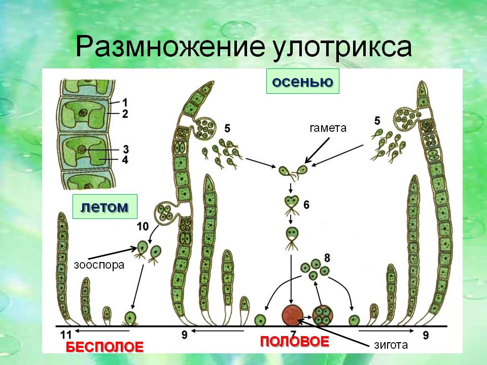 Каким номером на рисунке обозначен процесс бесполого размножения улотрикса