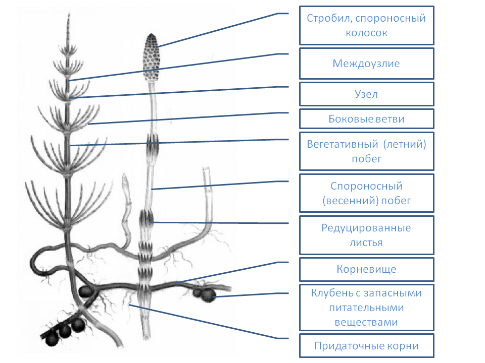 Выполните лабораторную работу строение спороносящего хвоща сделайте подписи к рисунку