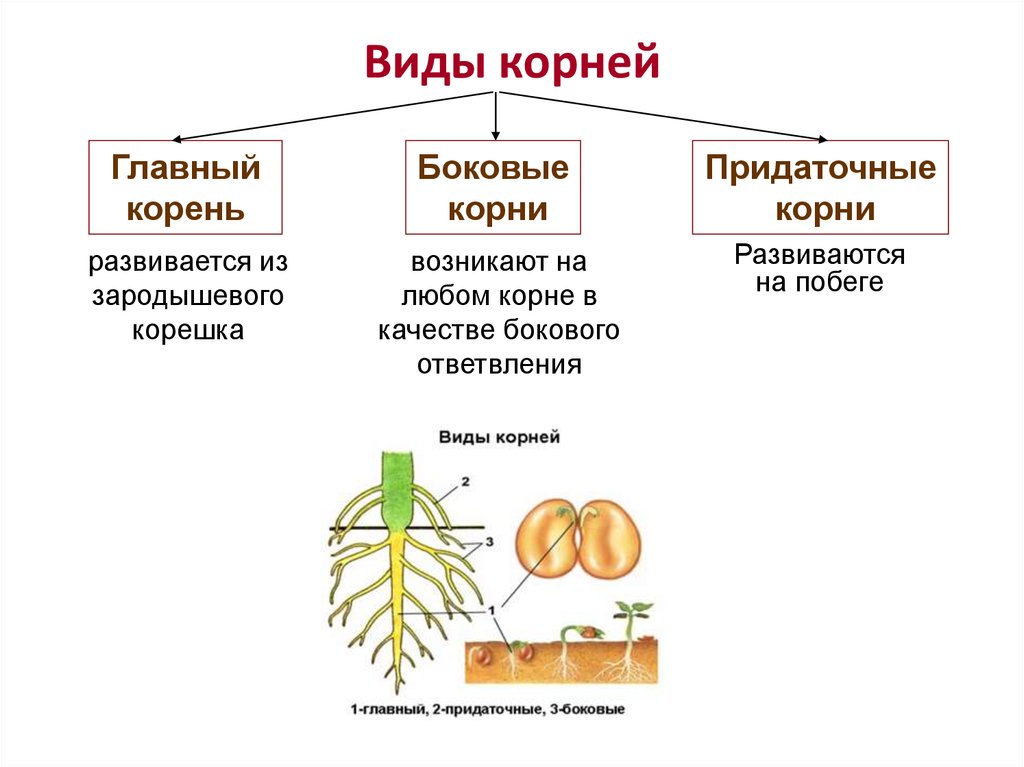 Презентация виды корней и типы корневых систем 6 класс пасечник