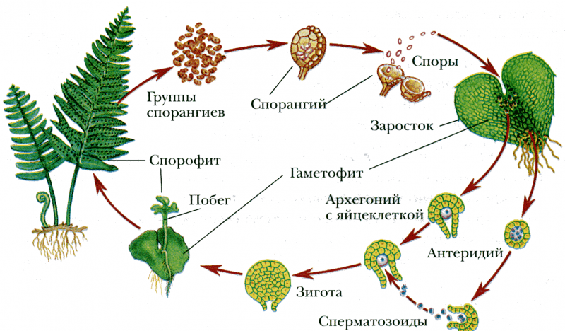 Гаметофит папоротника картинка