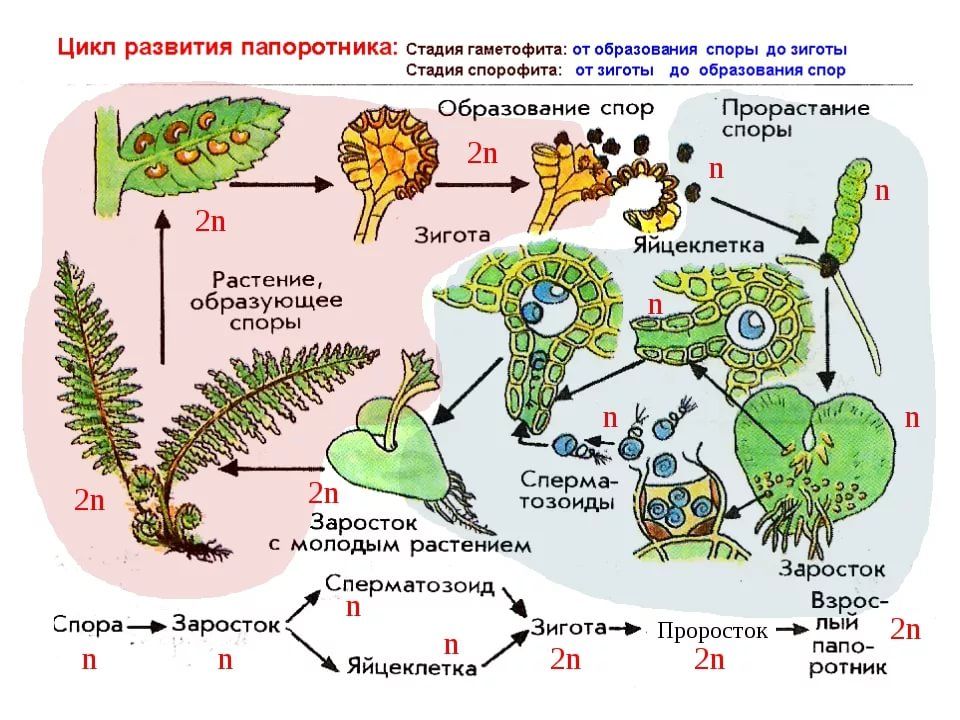 Картинки папоротника цикл развития