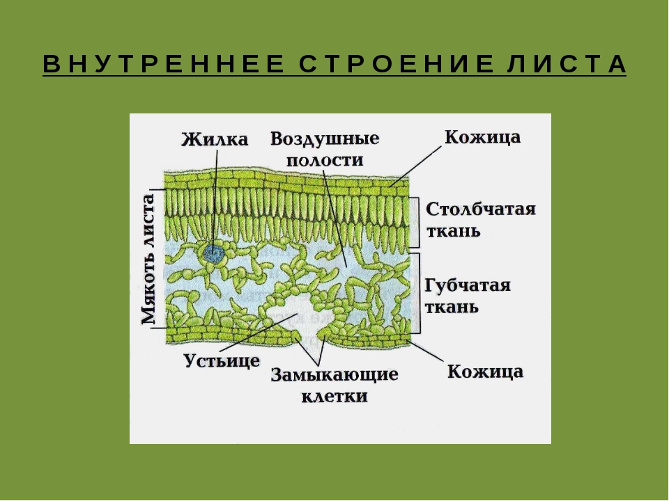 Внутреннее строение листа план конспект